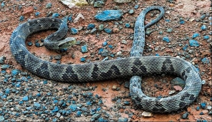 Idosa é internada na UTI após ser picada por jararaca no quintal de casa em MT