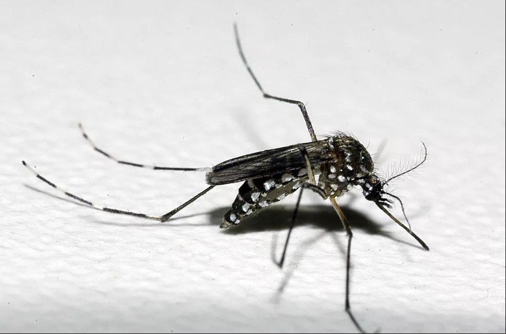 Brasil é país com mais casos de dengue no mundo, mostram dados da OMS