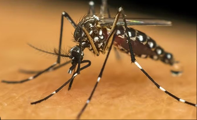 Município em MT decreta emergência após aumento de casos de chikungunya, zika e dengue